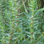 Ammannia baccifera 葉
