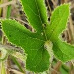 Cucumis prophetarum Leaf