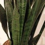 Sansevieria hyacinthoides Folha