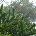 Alstonia quaternata Hábito