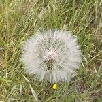 Tragopogon dubiusBlomst