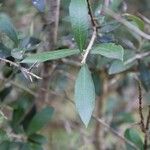 Olea europaea Leaf