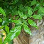 Jasminum officinale برگ