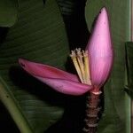 Musa velutina Flor