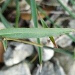 Lactuca viminea Feuille