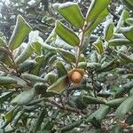 Diospyros impolita 葉