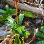 Chimaphila umbellata Blad