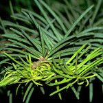 Abies concolor Fuelha