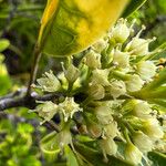 Spiraeanthemum pubescens Floare