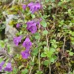 Clinopodium alpinumŽiedas