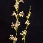 Penstemon virgatus Habit