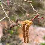 Alnus serrulata Fruto