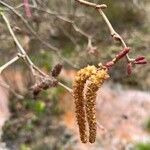 Alnus serrulata Froito