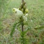Pedicularis comosa Kukka