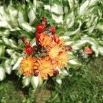 Pilosella aurantiaca Blüte