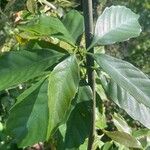 Lithocarpus kawakamii Yaprak