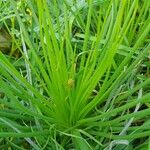 Asphodelus tenuifolius Leaf