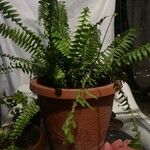 Nephrolepis cordifolia List