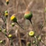 Pulicaria sicula Flor