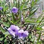 Ruellia simplexFlor