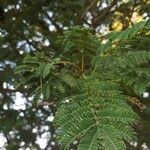 Albizia harveyi Лист