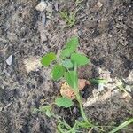 Chenopodium vulvariaList