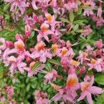 Rhododendron calendulaceum ফুল