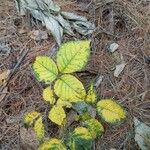 Toxicodendron rydbergii Leaf