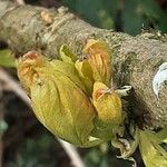 Acer tataricum Blad