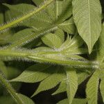 Cleome viridiflora Hoja