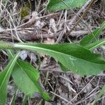 Hieracium virgultorum Blatt