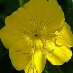 Oenothera fruticosa Flor