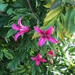 Clematis texensis Flower
