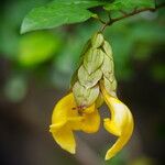 Gmelina philippensis Flower