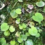 Saxifraga hirsuta Hoja