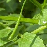 Nasturtium officinale Frukto