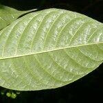 Palicourea acuminata Blad