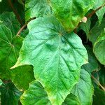 Begonia formosana 葉