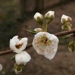 Chaenomeles speciosaFlower