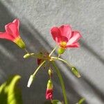 Oxalis tetraphyllaപുഷ്പം