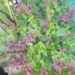 Salvia involucrata Hoja