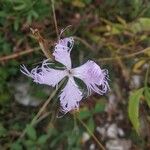 Dianthus superbus Virág