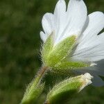 Cerastium arvense Flower