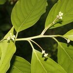 Nectandra martinicensis Leaf