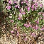 Teucrium marum Habit