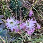 Echinopsis oxygona Õis