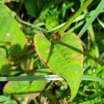 Bistorta amplexicaulis Leaf