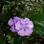 Brunfelsia pauciflora 花