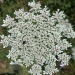 Daucus carotaফুল