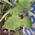 Solanum quitoense 葉